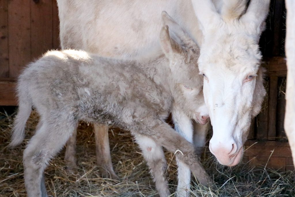 Weißer Barockesel in Herberstein geboren