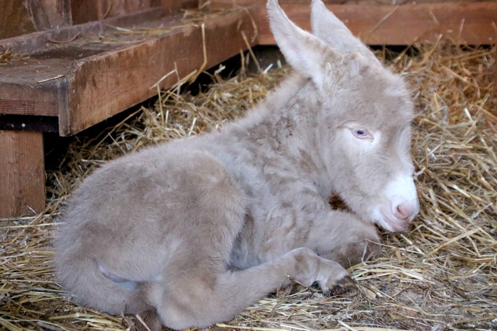 Weißer Barockesel in Herberstein geboren