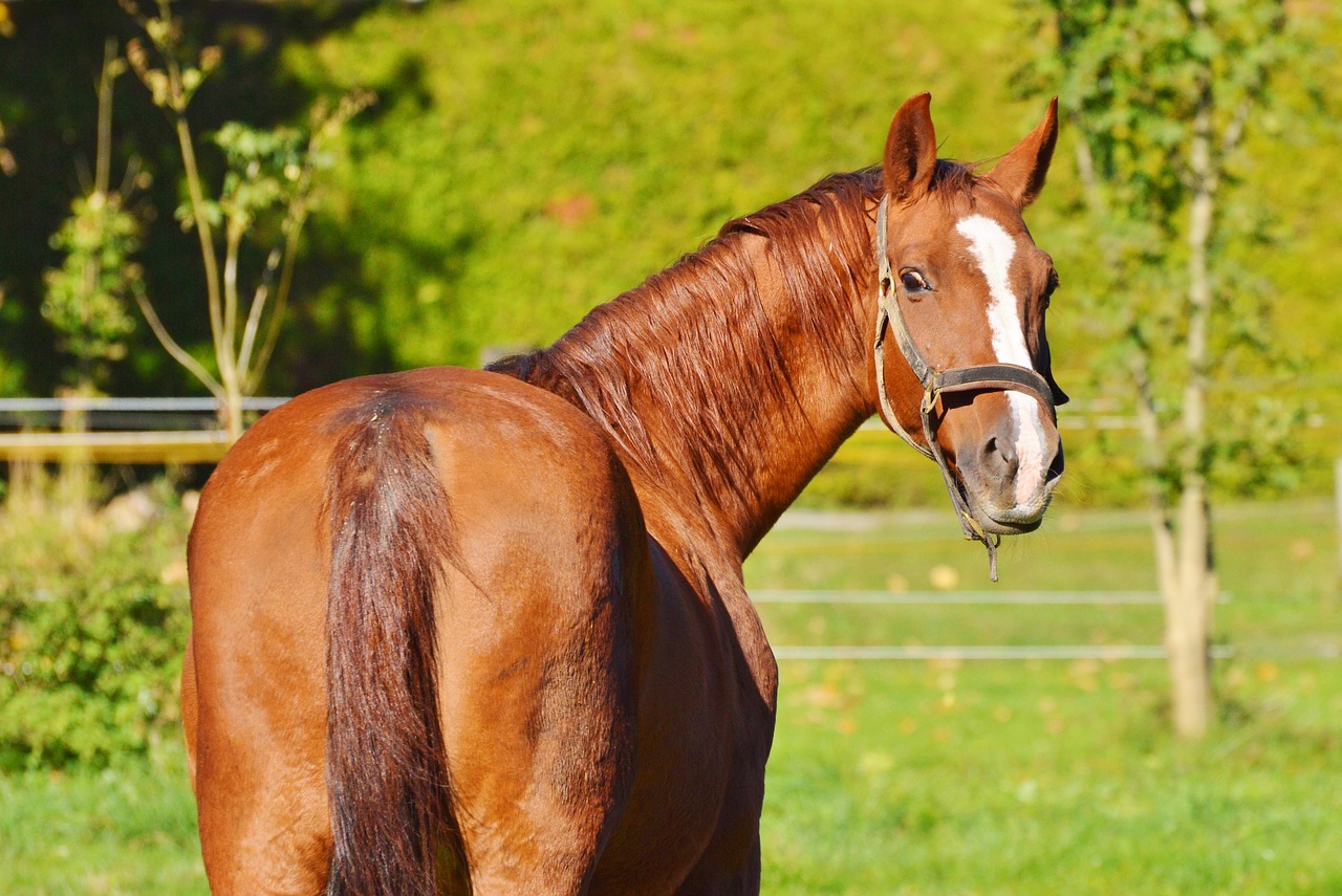 Pferd auf der Koppel