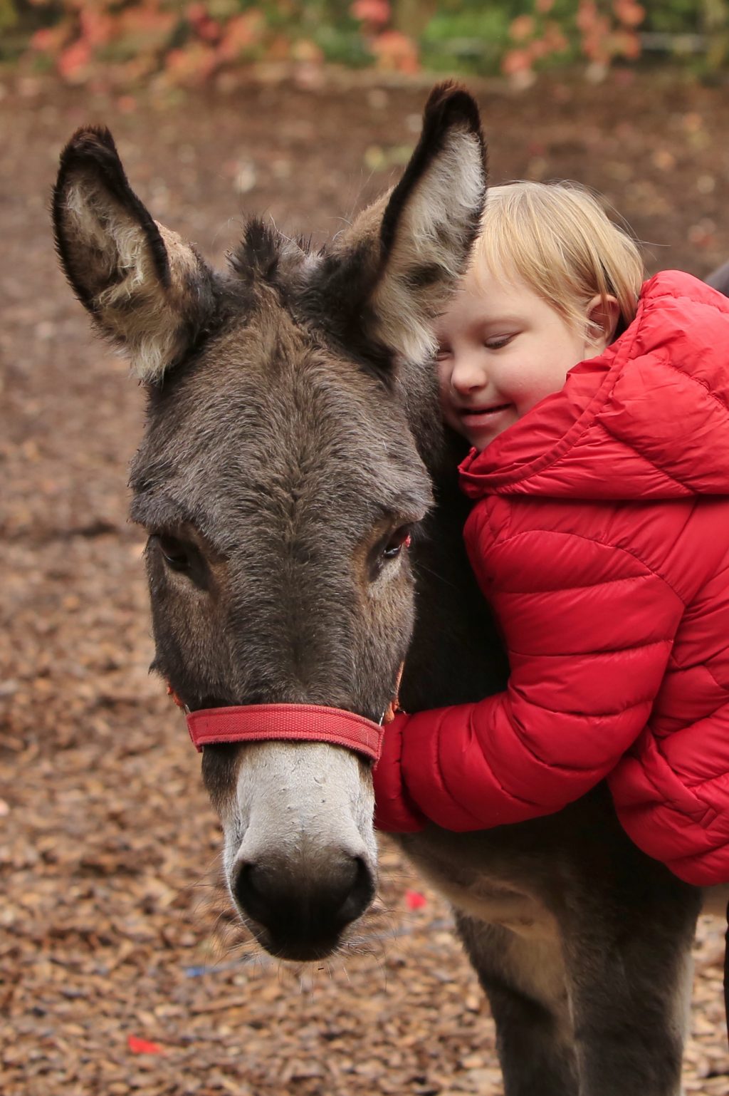 Tiere Therapeuten auf vier Beinen