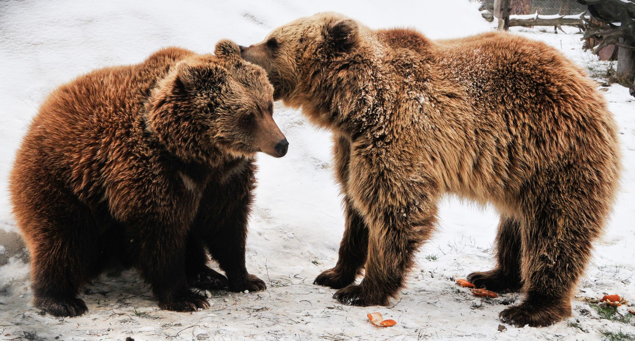 Nastia und Bodia wie so oft auf Tuchfühlung