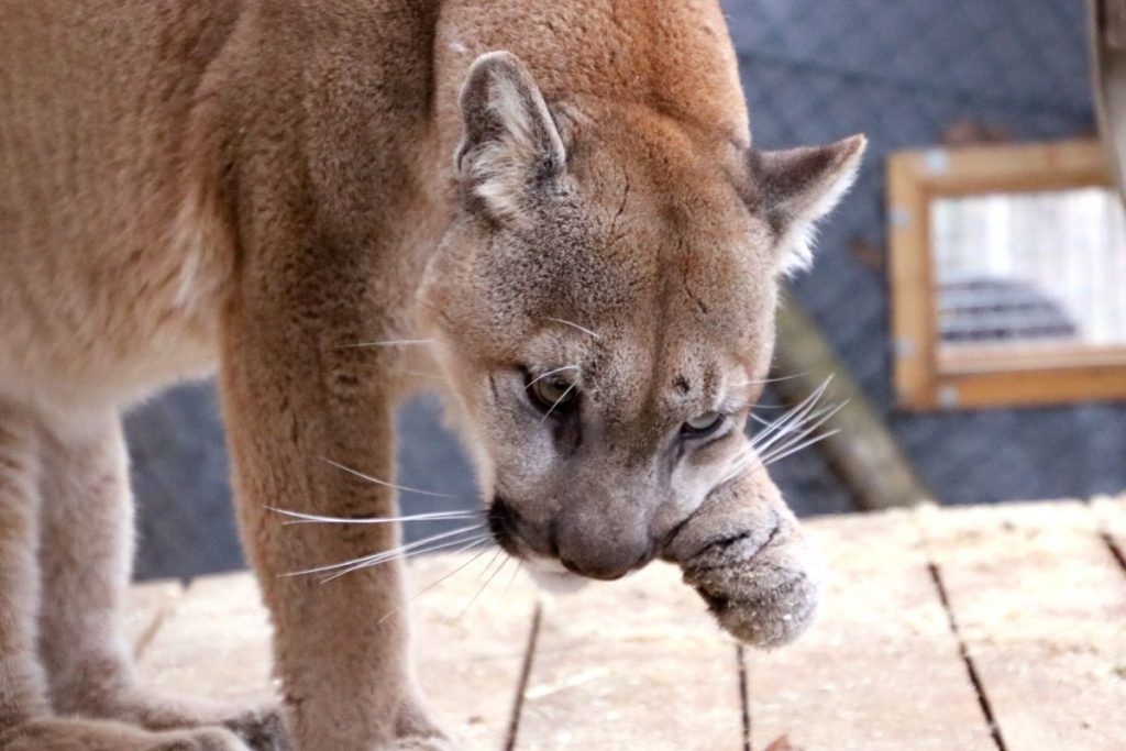 Missoula wurde im tschechischen Zoo Pilsen geboren.