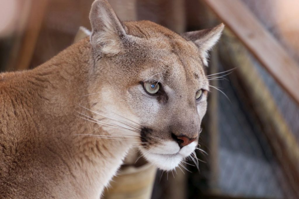 Missoula, das neue Pumaweibchen in der Tierwelt Herberstein
