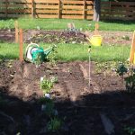 urban gardening beet wien