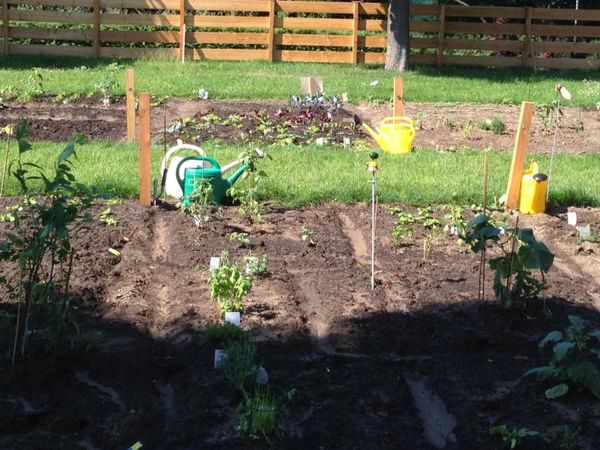 urban gardening beet wien