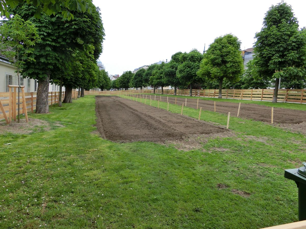 urban gardening beet wien