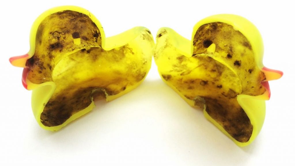 Igitt: Forscher fanden Bakterien und Pilze im Inneren von Badeenten - und diese sind keinefalls nur harmlos