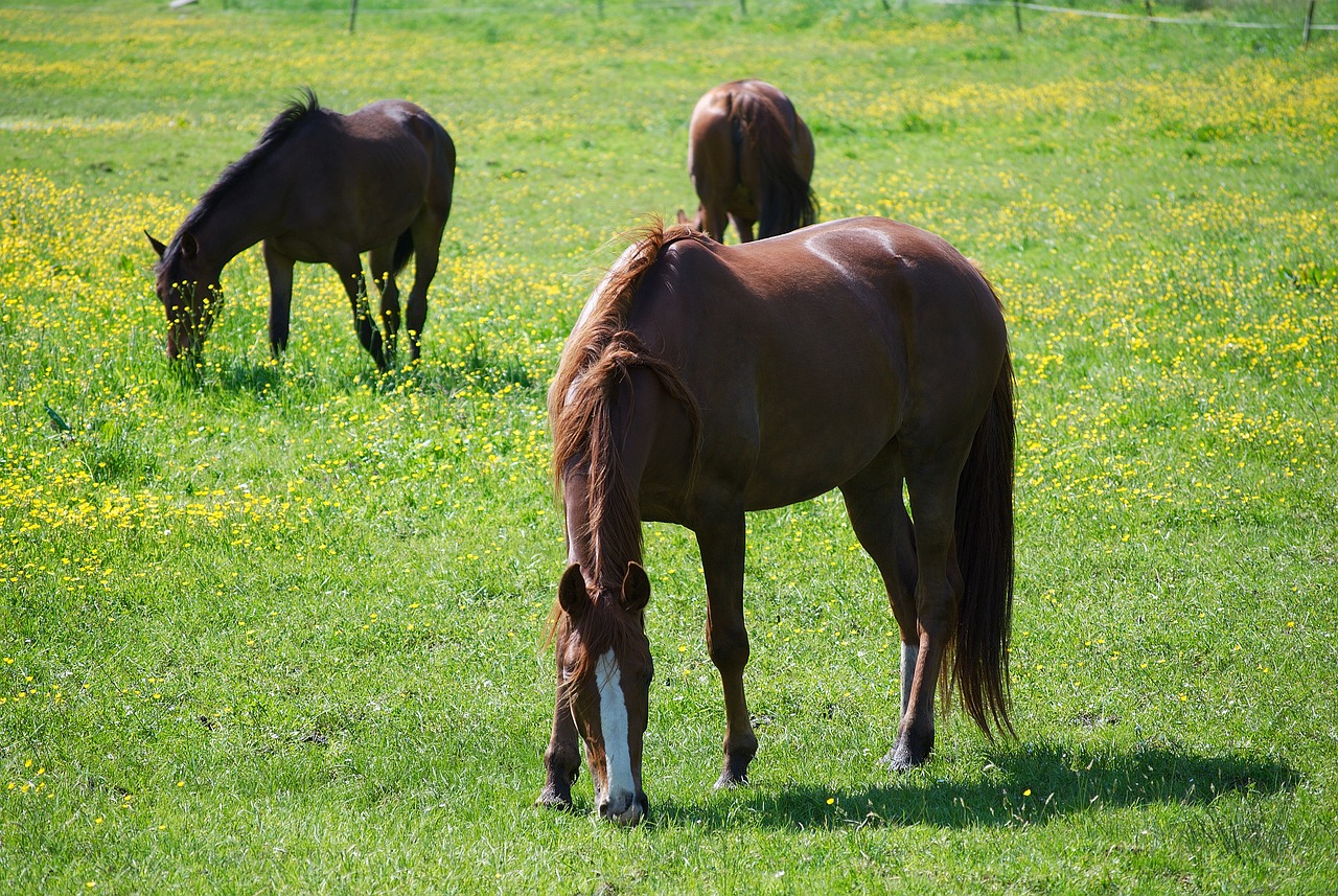 horses-2461854_1280