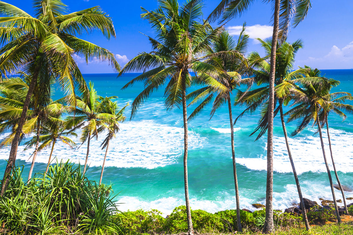 Palmenstrand Sri Lanka