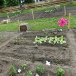 urban gardening beet wien