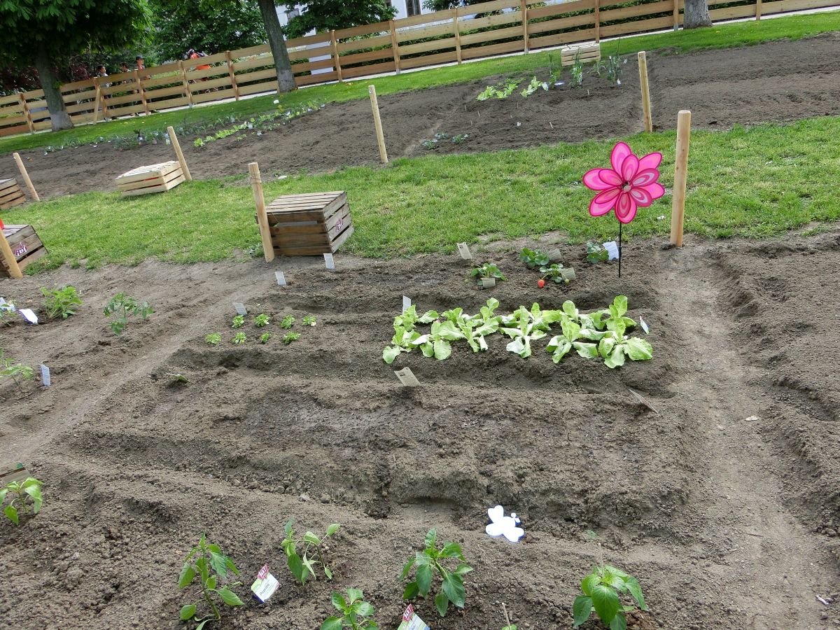 urban gardening beet wien