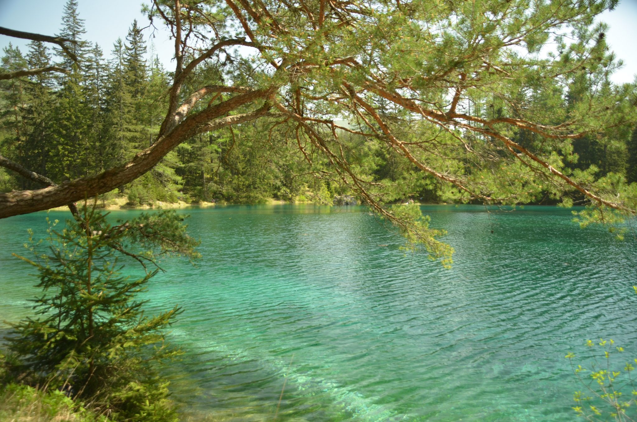 Der Grüne See in Tragöß – ein besonderes Naturjuwel