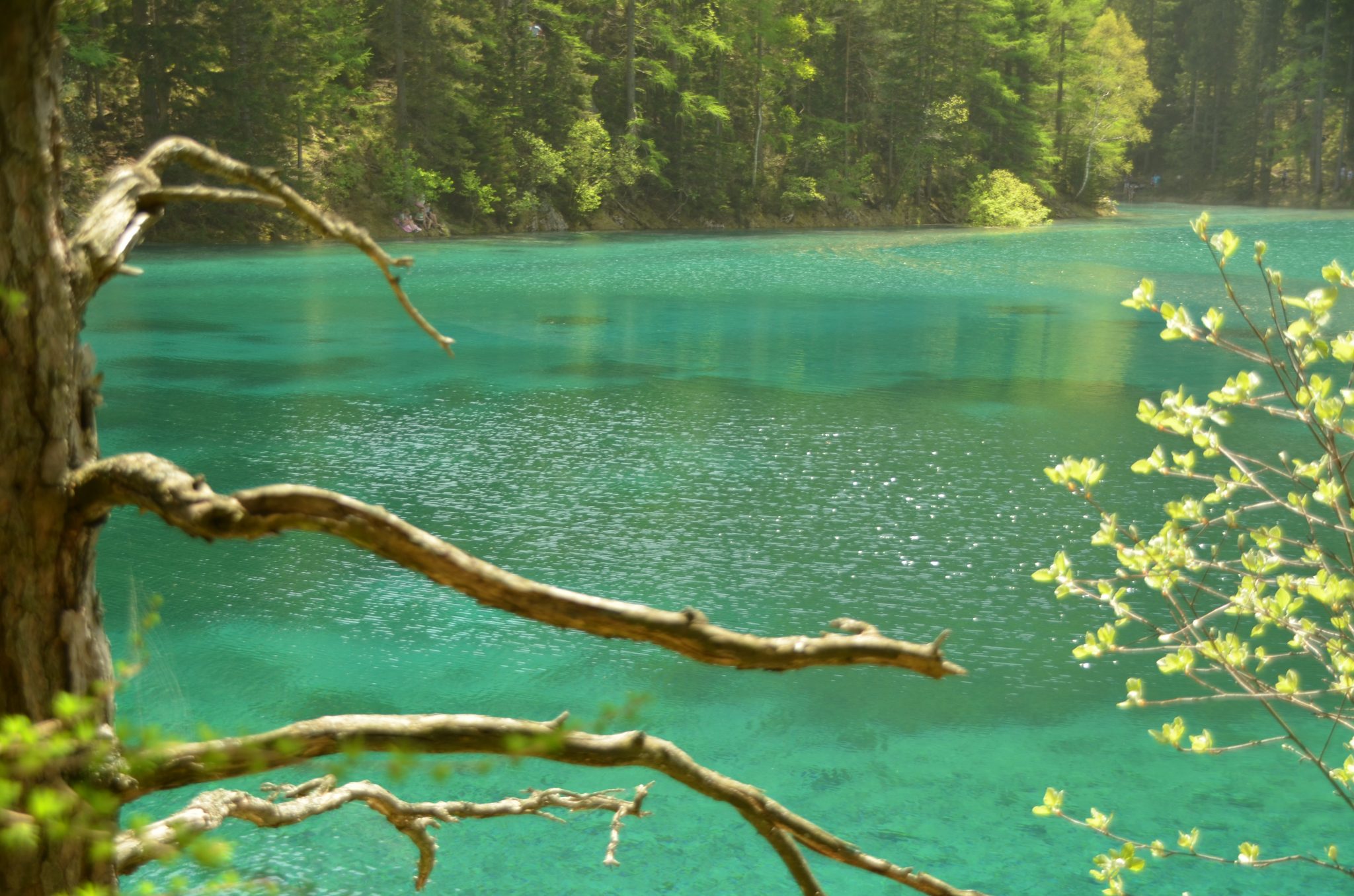 Der Grüne See in Tragöß – ein besonderes Naturjuwel