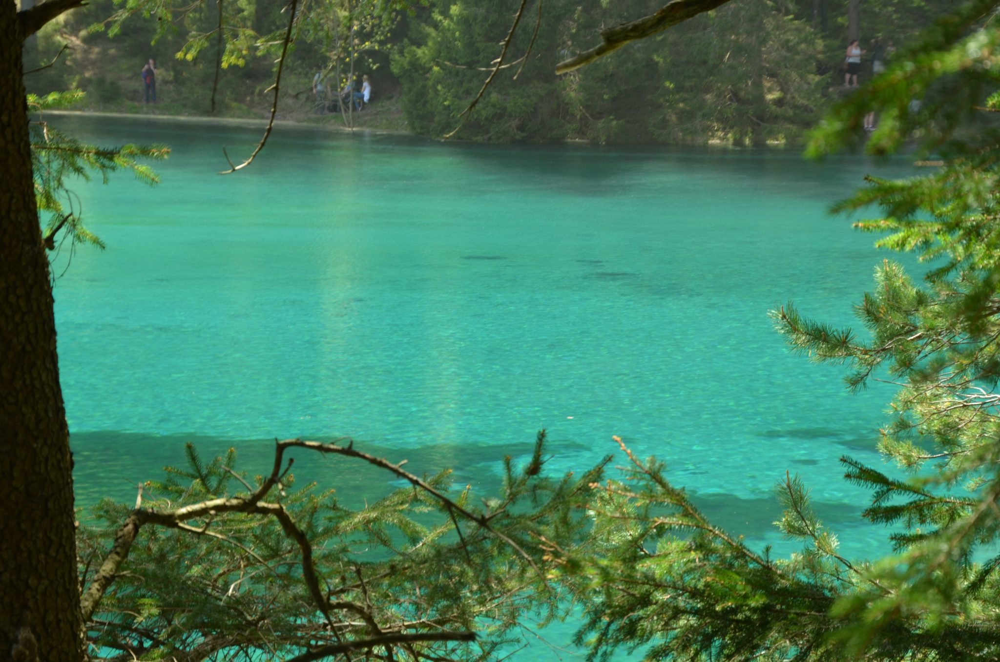 Der Grüne See in Tragöß – ein besonderes Naturjuwel