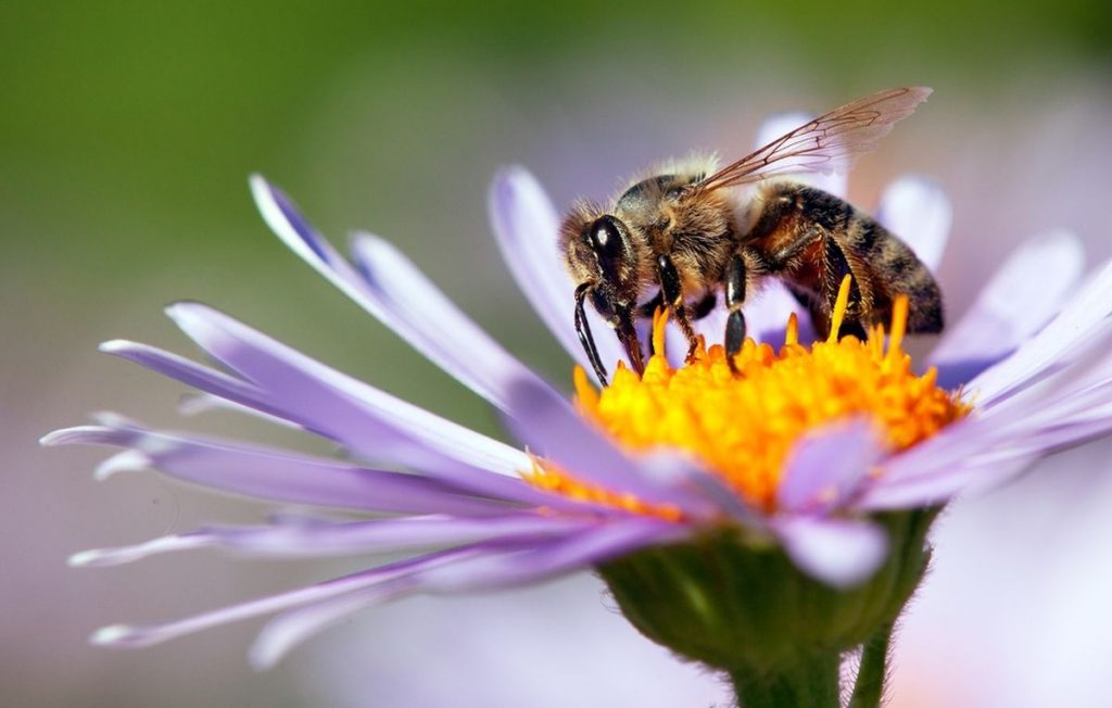 Biene bedroht, Bienensterben