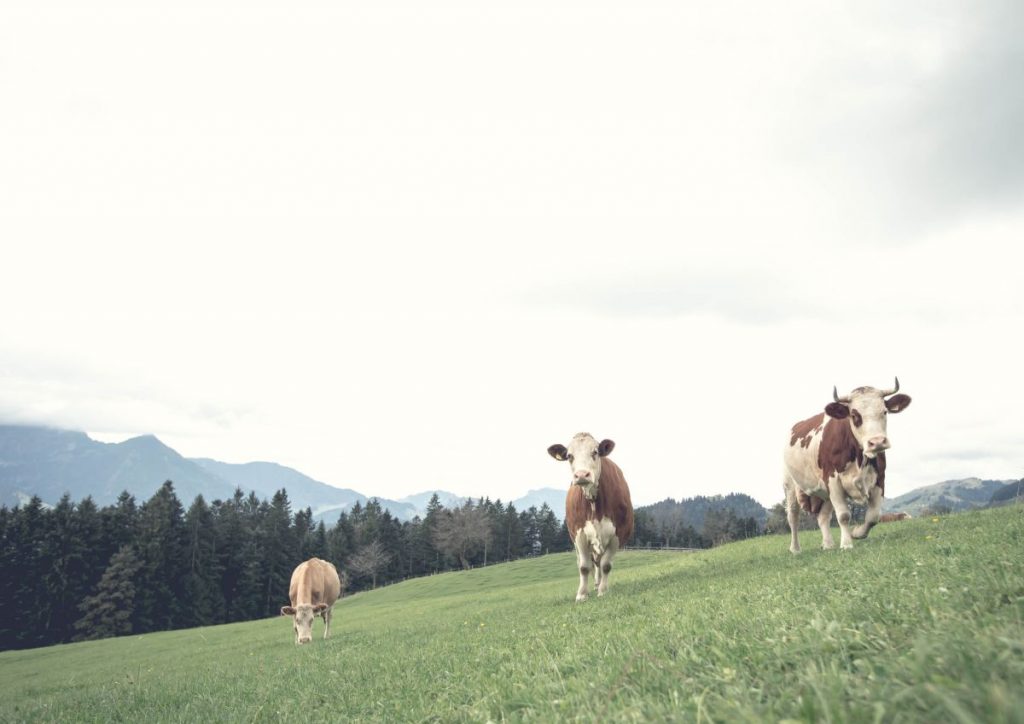 Löwenzahn Organics: Von Eltern für Eltern