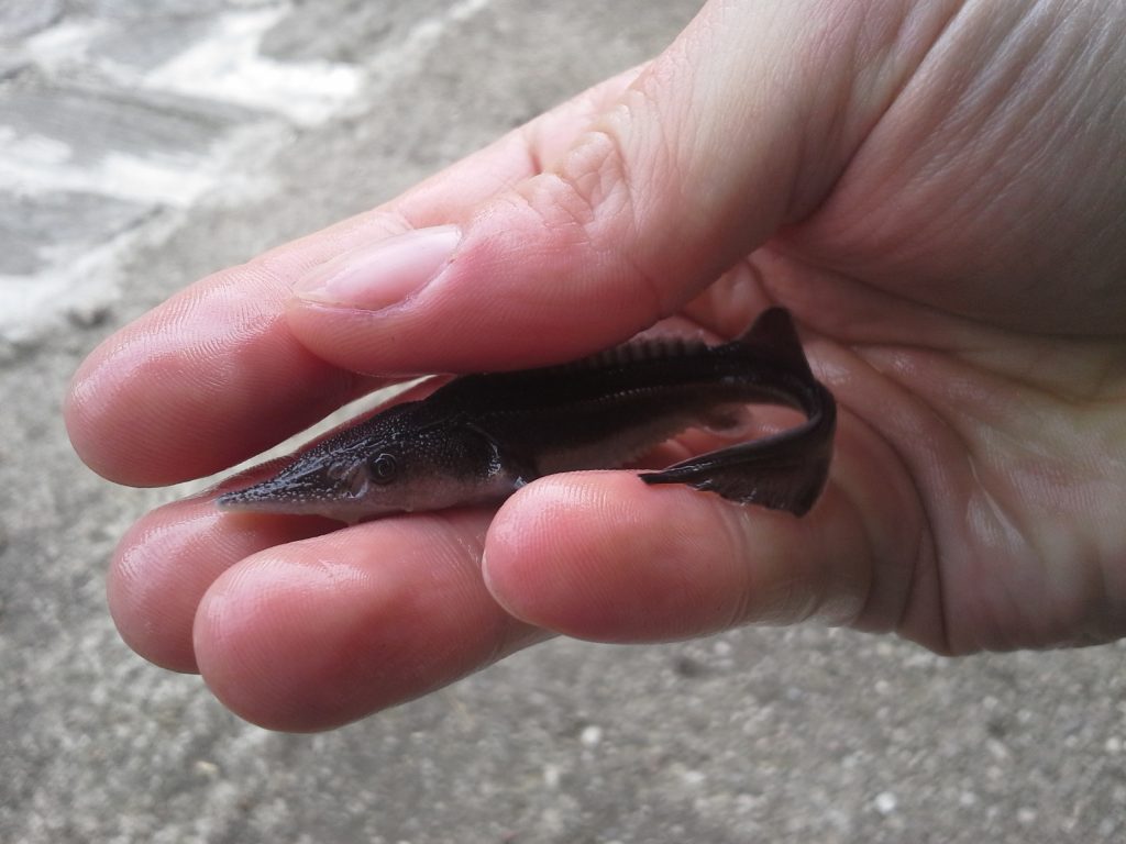 Unter strenger Aufsicht werden junge Sterlets aufgezogen.