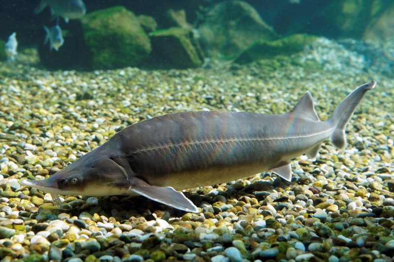 sterlet ausgewachsen