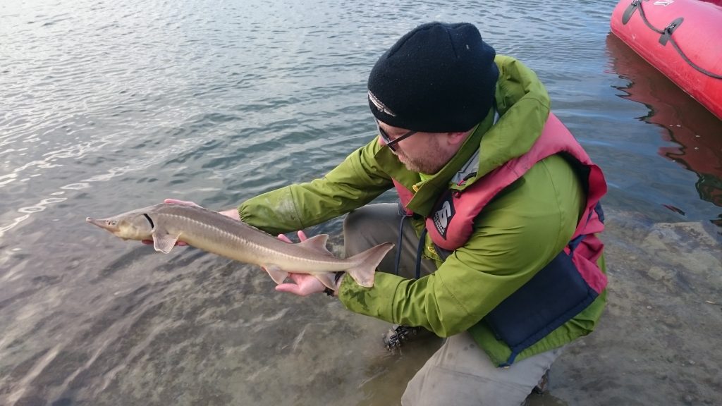 Sterlets an der Wiener Donau