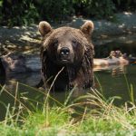 Bärenwald Arbesbach