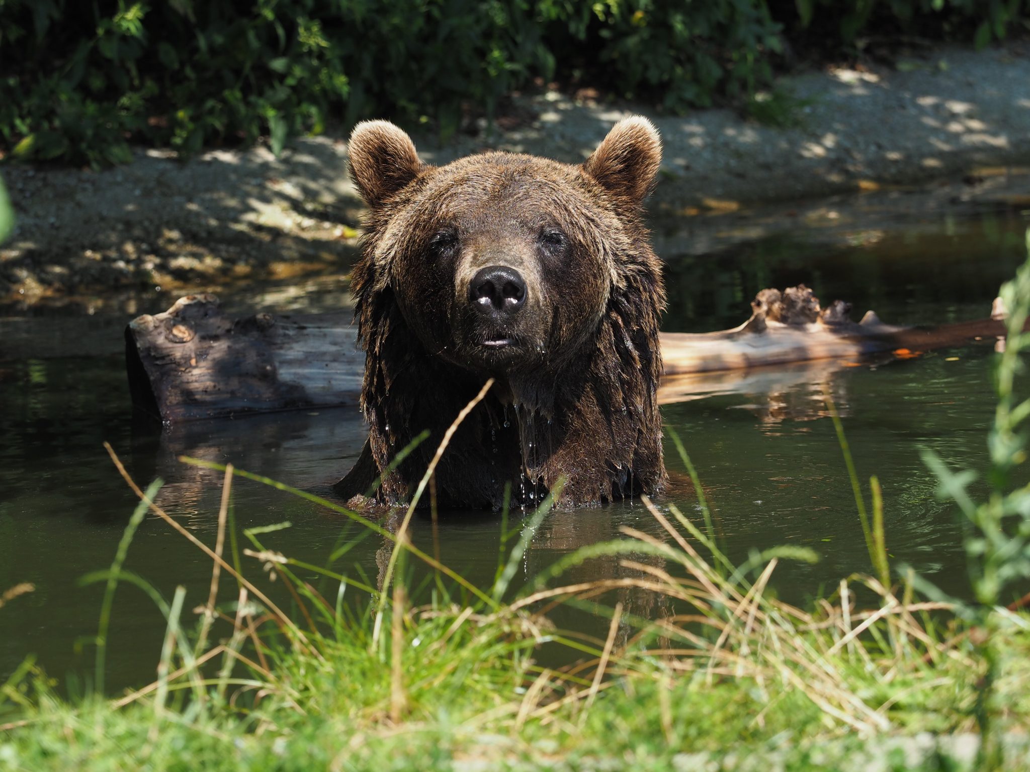 Bärenwald Arbesbach