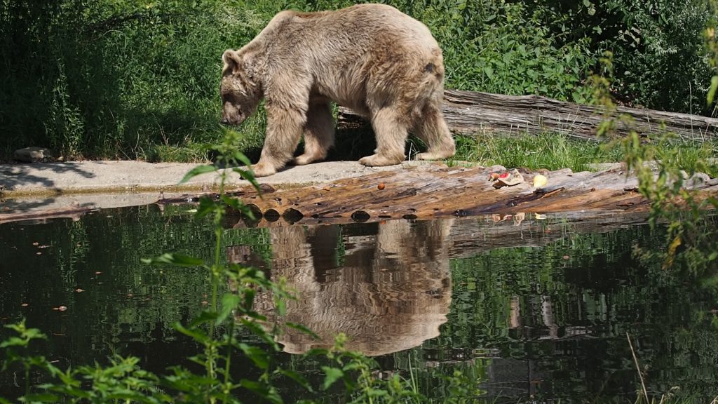 Bärenwald Arbesbach