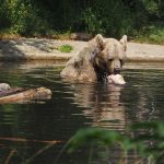Bärenwald Arbesbach