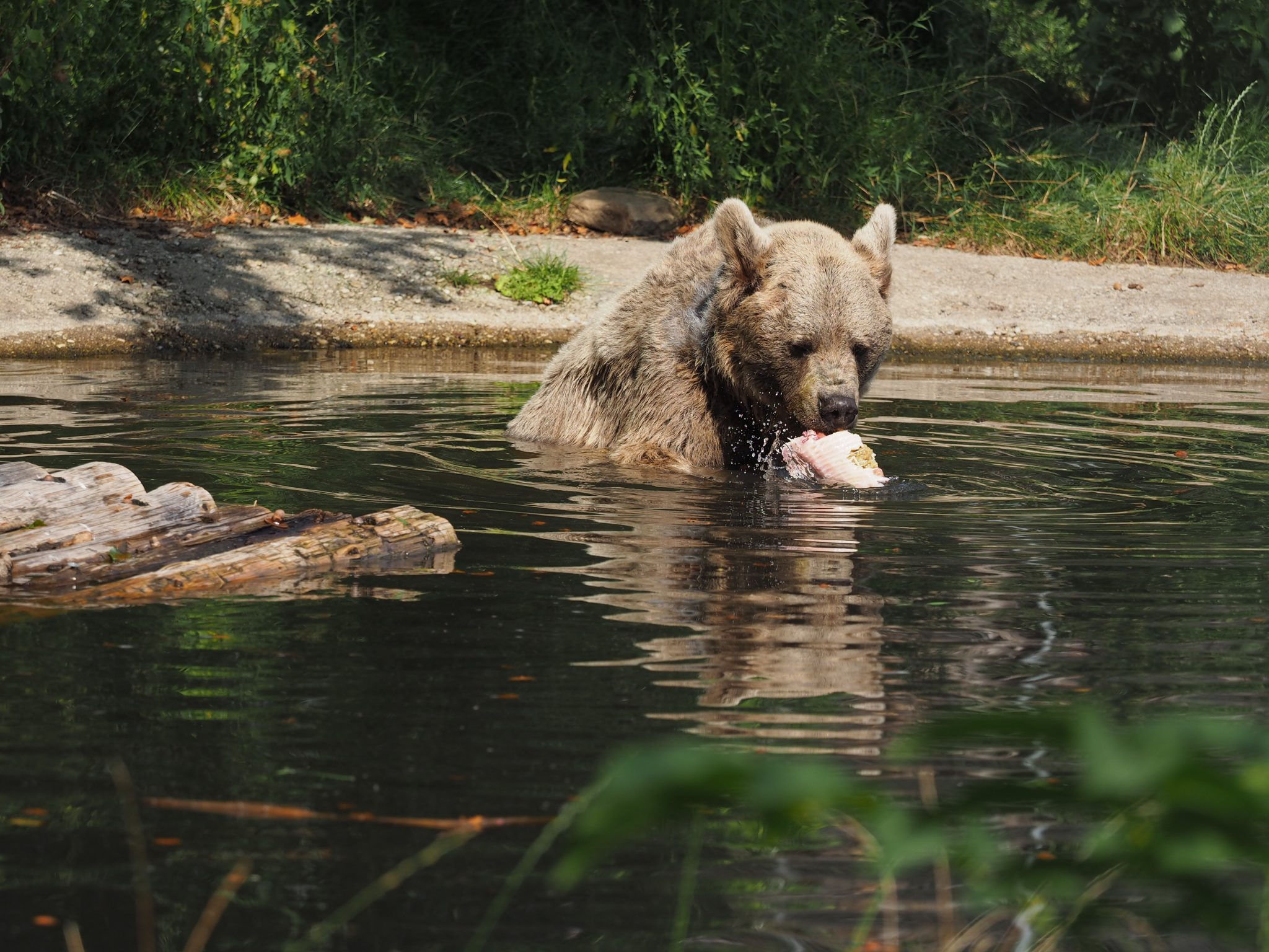 Bärenwald Arbesbach