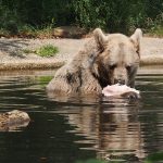 Bärenwald Arbesbach