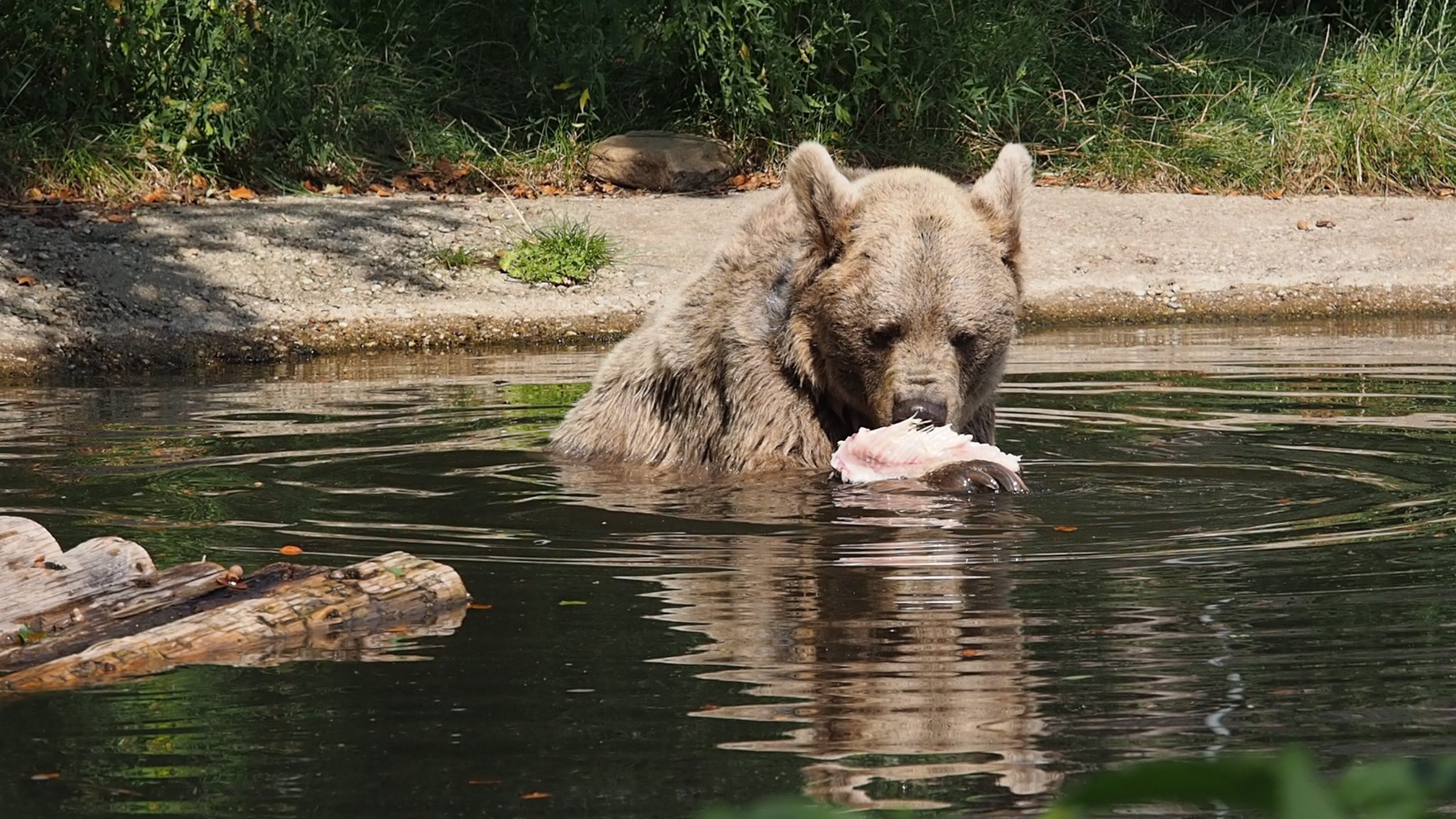 Bärenwald Arbesbach