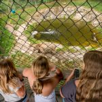 Bärenwald Vier Pfoten