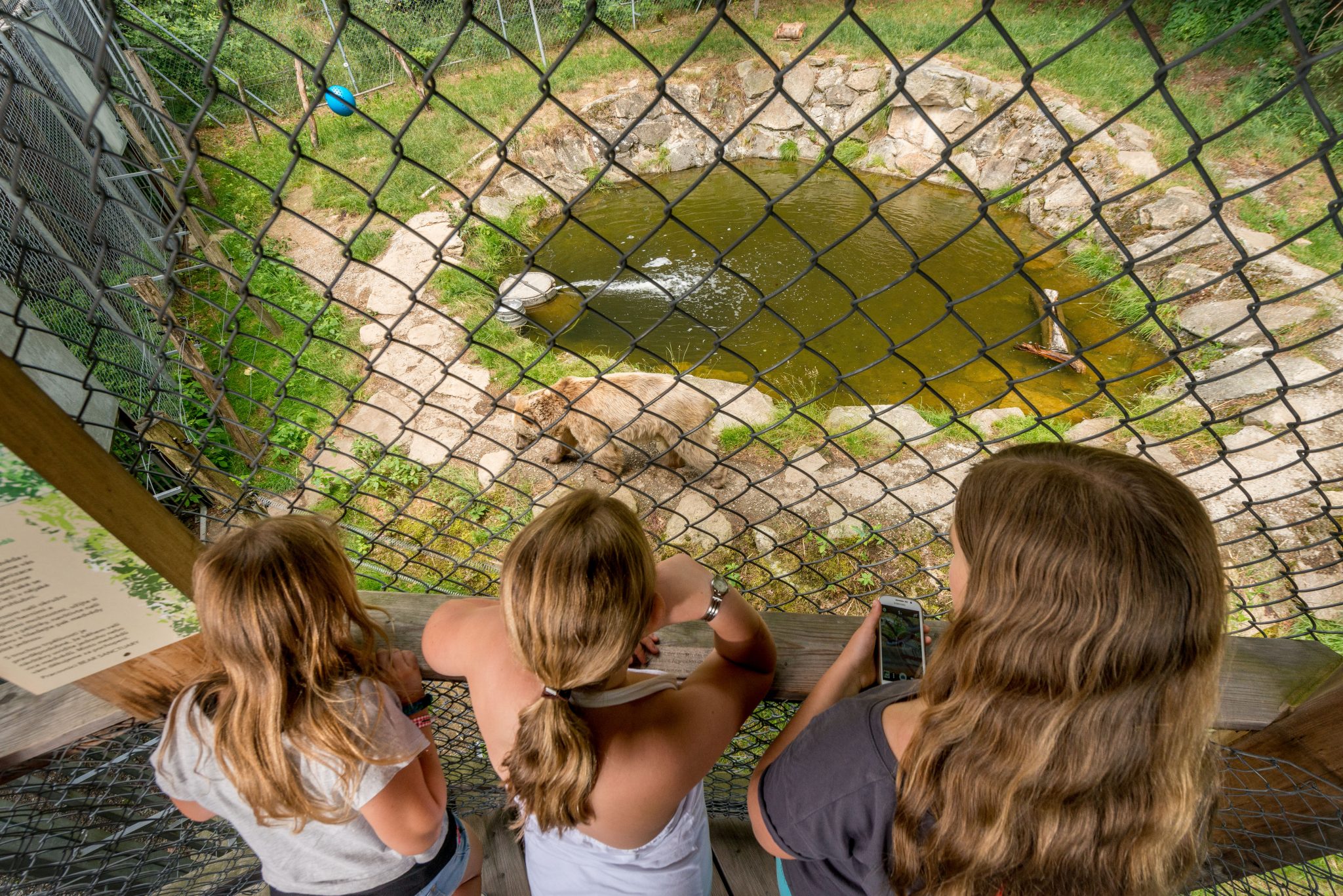 Bärenwald Vier Pfoten
