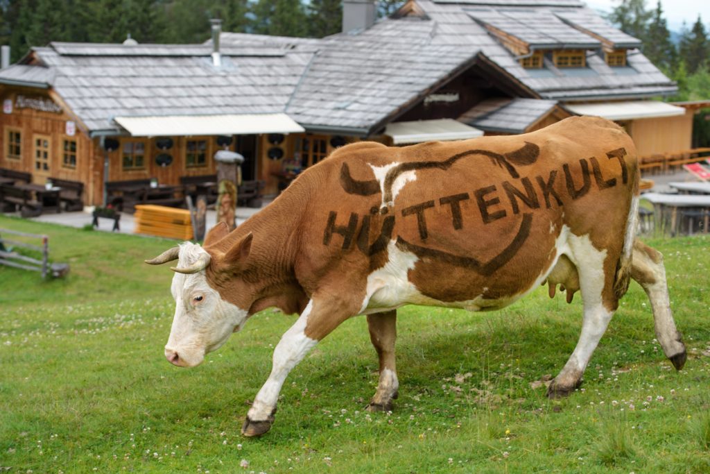 Hüttenkult-Kuh-Bertha