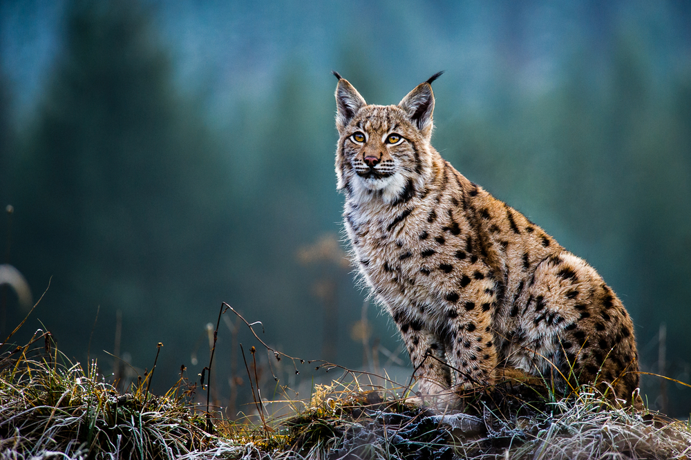 Luchs