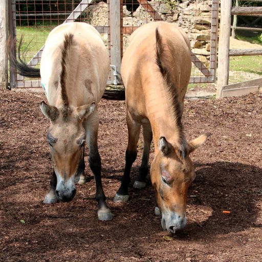 Neue Przewalski-Pferde für die Tierwelt Herberstein