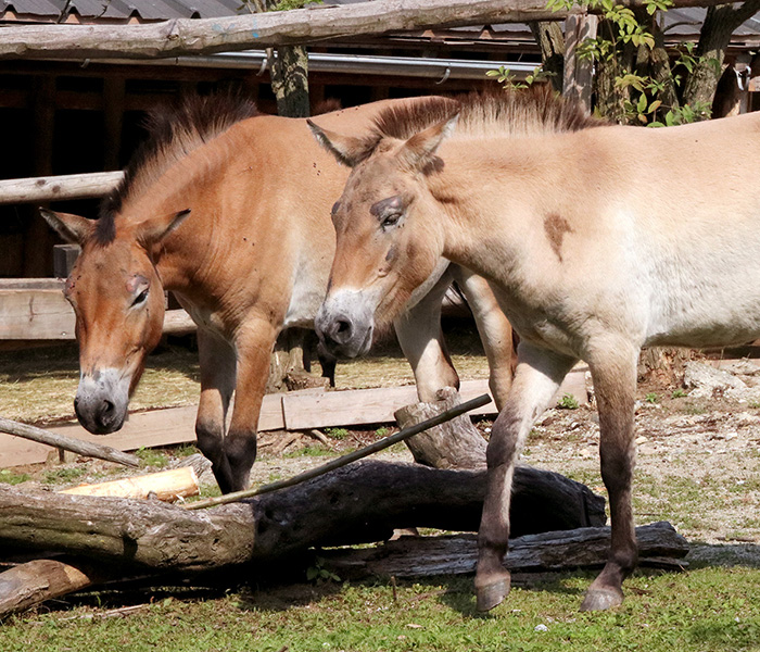 Zwei Przewalski Pferde für die Tierwelt Herberstein!