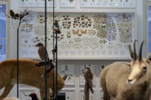 Naturkundemuseum Graz