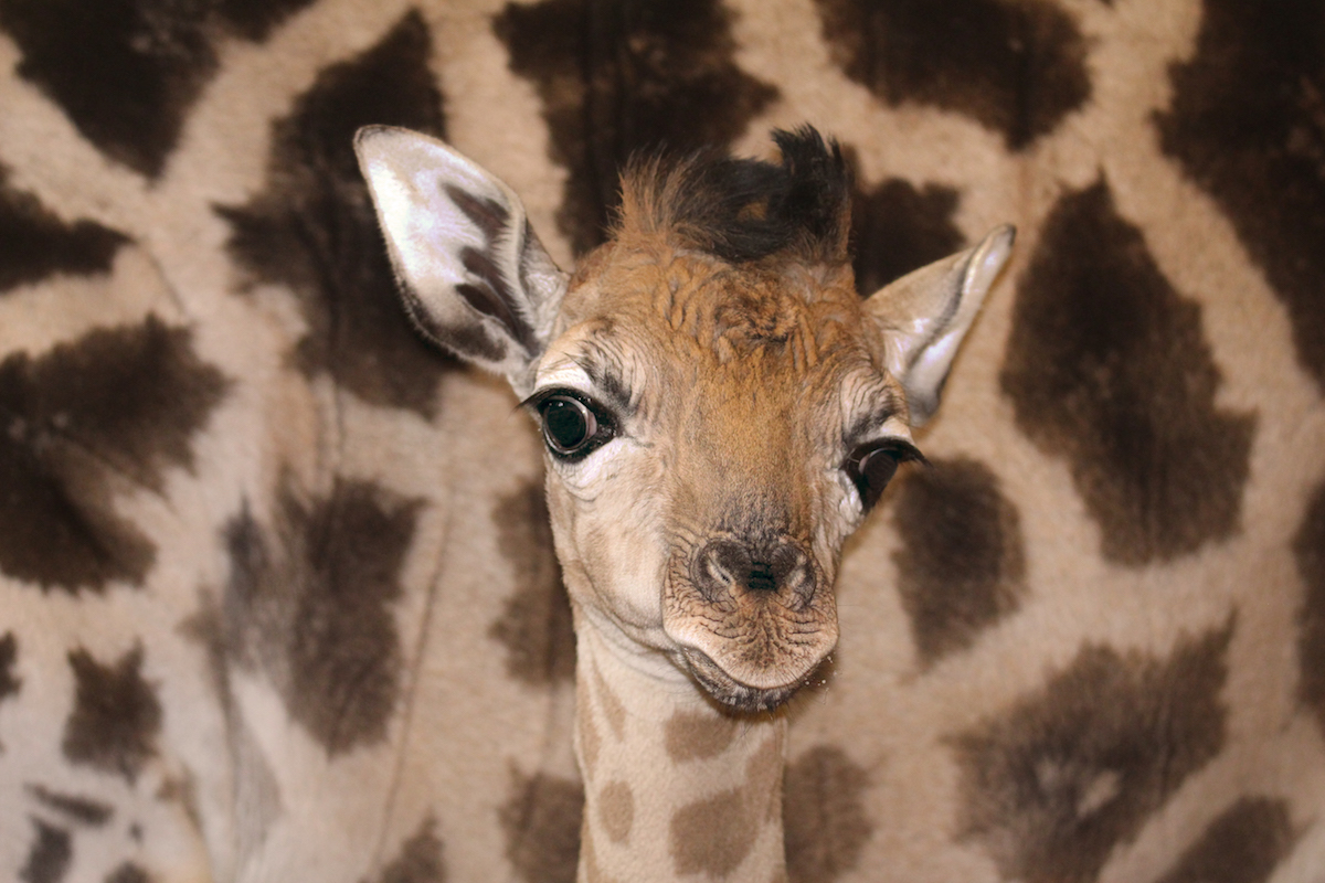 Zoo Schmiding - Giraffe