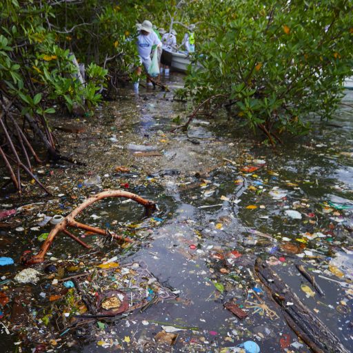 Holy Turtle Project Honduras Plastikverschmutzung der Mangrovenwälder