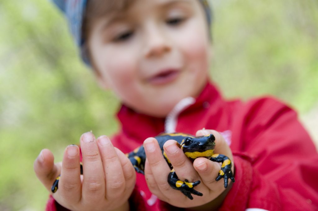Schulwettbewerb Entdecke das Wasserreich von Laubfrosch, Feuersalamander & Co