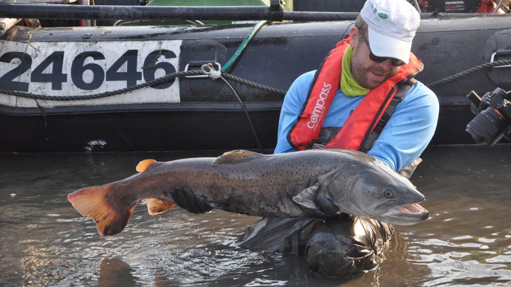 traisen-huchen-monitoring