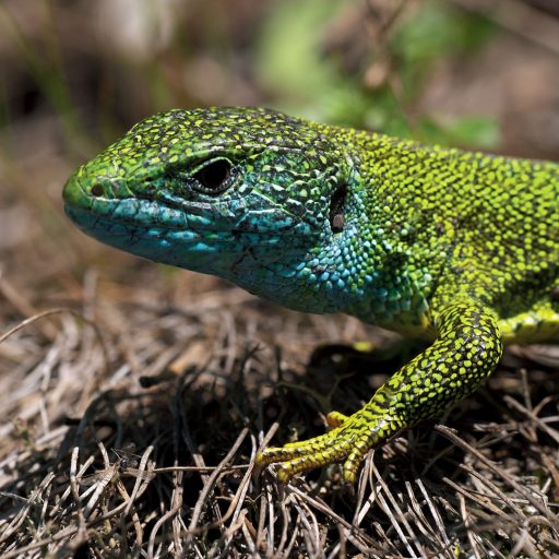 Smaragdeidechse2_BR_NPThayatal_d-Manhart