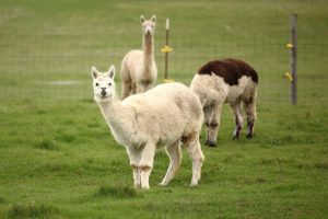 alpakas auf der weide