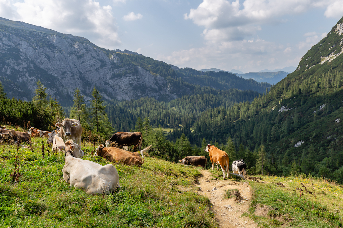 Nationalpark Gesäuse