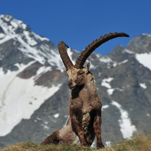 steinbock-vor-dem-grossglockner