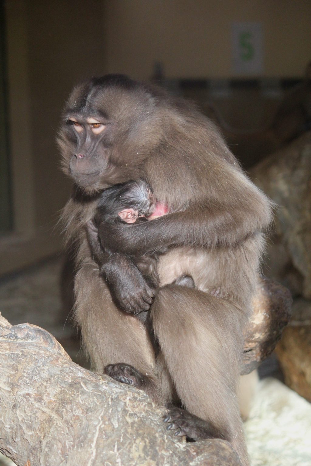Das Dschelada Neugeborene mit Mama