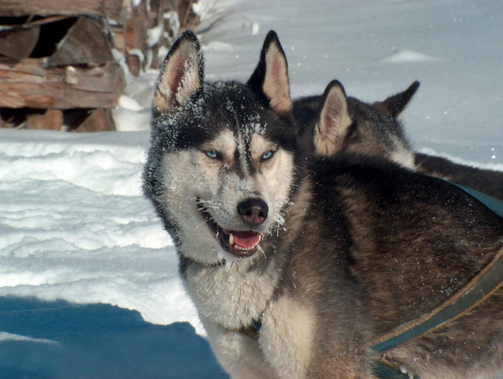 Husky auf der Huskyranch