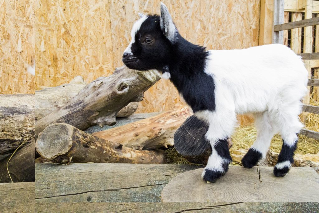 Jungziege in St. Martins