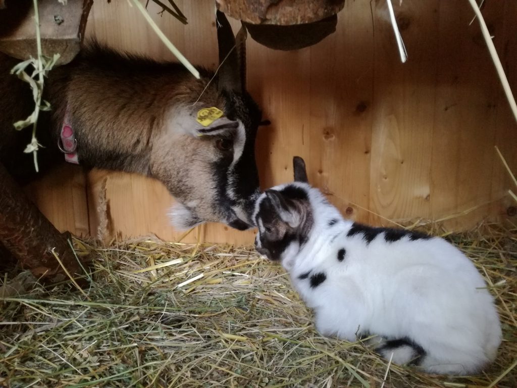 Ziegenmama Kara mit Jungtier in St. Martins