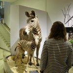 Haus für Natur: Form und Farbe als Waffen